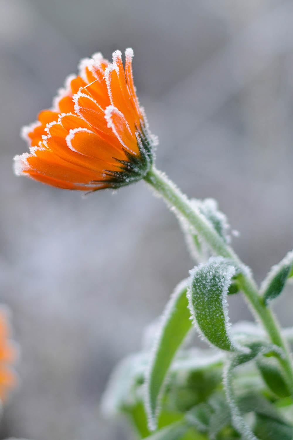 Une image verticale en gros plan d'une fleur orange vif recouverte d'une légère touche de givre.