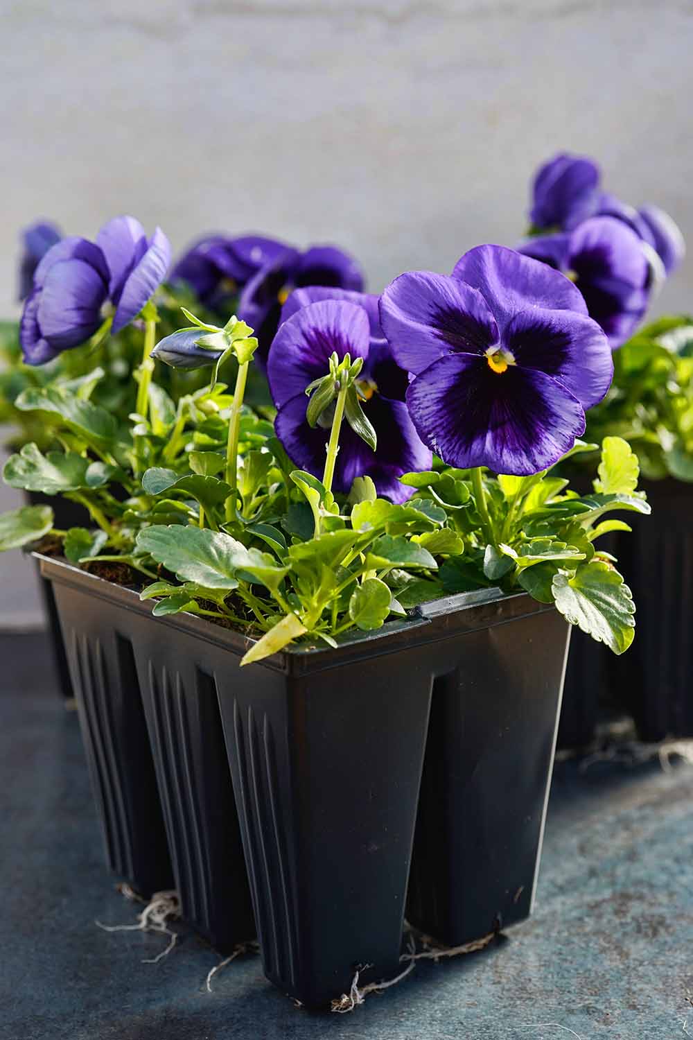 Une image verticale en gros plan de pensées bicolores violettes et noires dans un petit récipient de semis noir représenté sur un arrière-plan flou.
