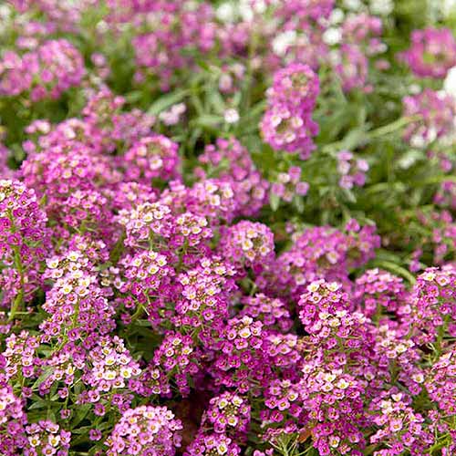 Une image carrée en gros plan de fleurs roses d'alyssum poussant dans le jardin.