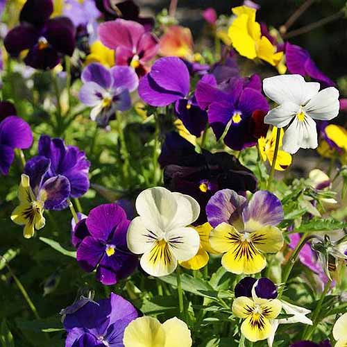 Une image carrée en gros plan de pensées multicolores poussant dans le jardin, photographiées sous un soleil éclatant.