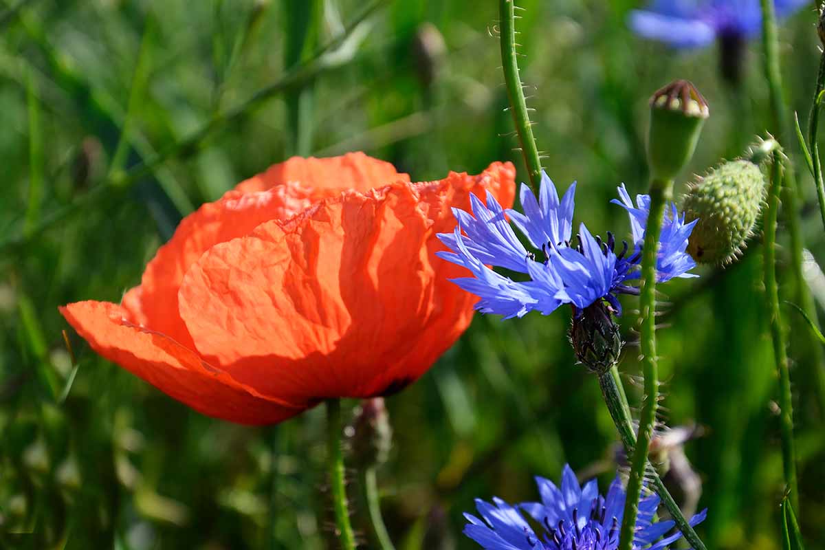 Une image horizontale en gros plan d'un coquelicot rouge et de fleurs bleues de bouton de baccalauréat poussant dans le jardin, représentée sur un fond vert à mise au point douce.