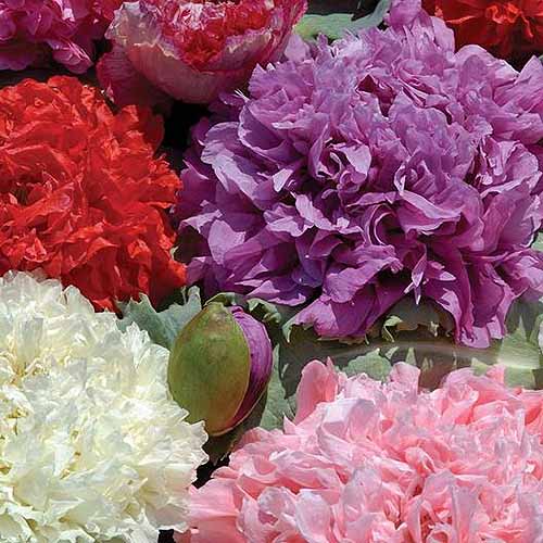 Une image carrée en gros plan de fleurs de pavot à double pétale violettes, roses, blanches et rouges.