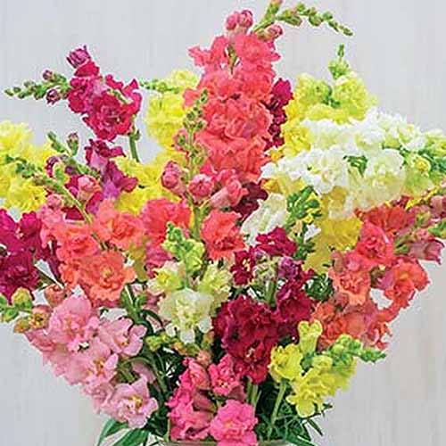 Une image carrée en gros plan d'un vase rempli de fleurs de muflier fraîchement coupées dans une variété de couleurs sur un fond blanc.