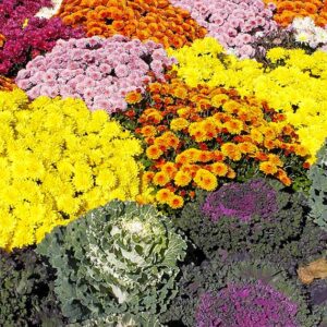 Comment choisir des annuelles à fleurs pour les climats froids