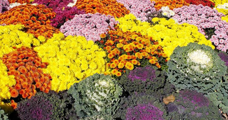 Comment choisir des annuelles à fleurs pour les climats froids