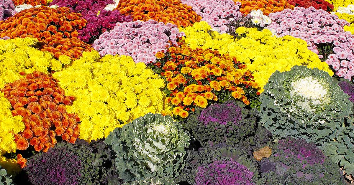 Comment choisir des annuelles à fleurs pour les climats froids