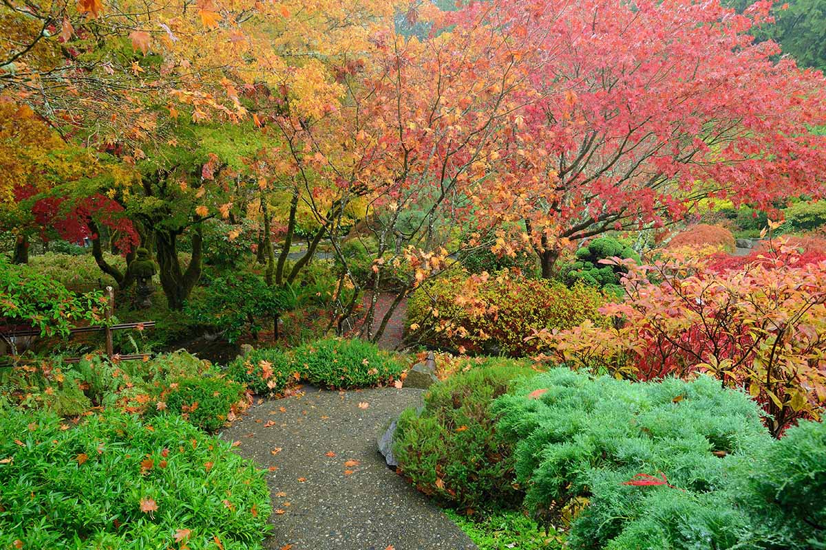 Un jardin japonais avec des feuilles devenant rouges et jaunes et des herbes vertes.