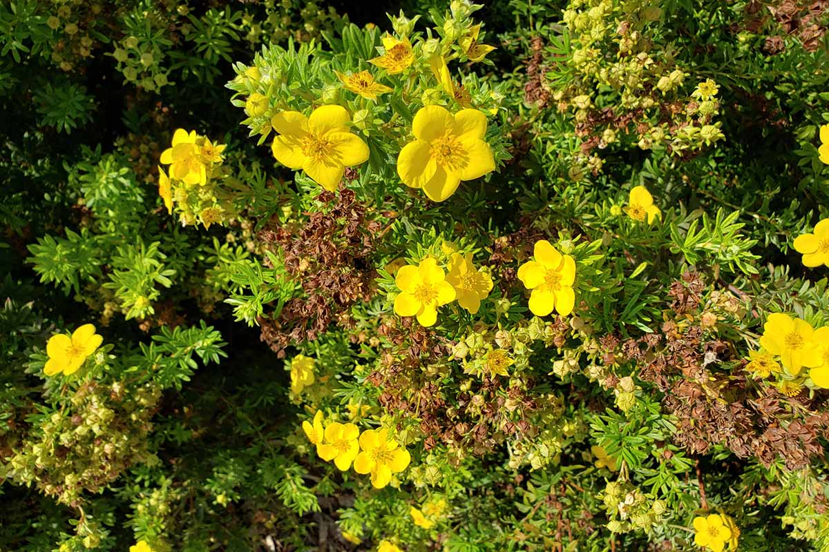 Une image horizontale en gros plan de fleurs de brousse de potentille jaune en fleurs poussant dans le jardin, représentée sous un soleil éclatant.