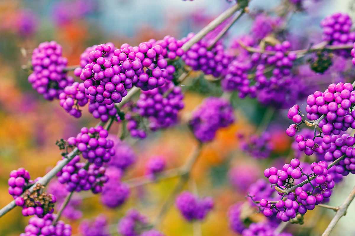 Les baies violettes de l'arbuste américain Beautyberry (Callicarpa americana) un jour d'automne avec un feuillage coloré d'automne dans un fond diffus.