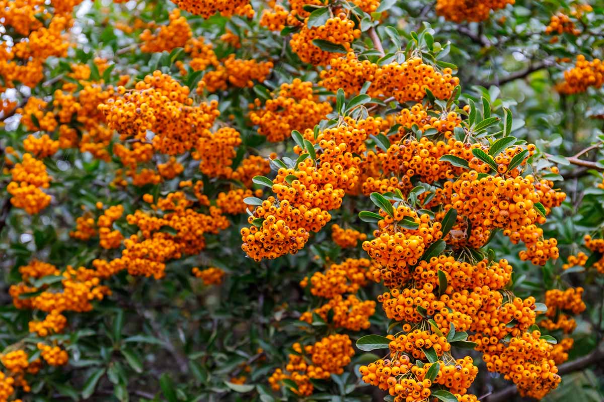 Une image horizontale en gros plan de baies orange d'un pyracantha poussant dans le paysage.