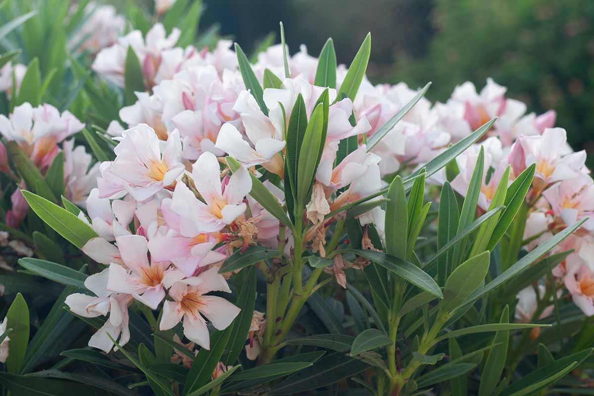 Une image horizontale en gros plan d'un laurier-rose en fleurs poussant dans le jardin.