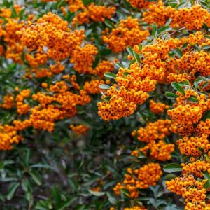 Pourquoi l'automne est la meilleure période pour planter des arbustes