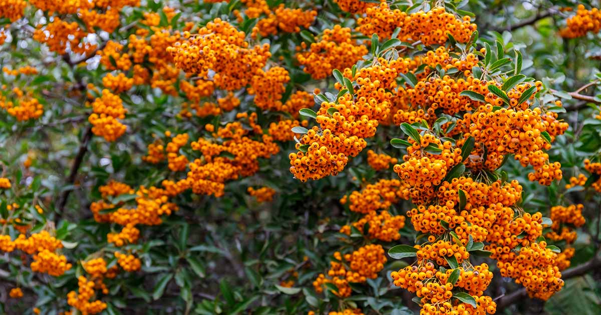 Pourquoi l'automne est la meilleure période pour planter des arbustes