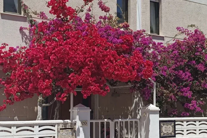 Bougainvillier sanderiana à l'entrée de la maison