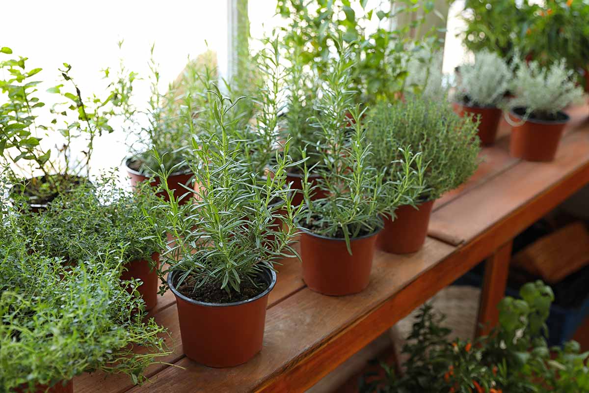 Une image horizontale en gros plan d'herbes en pot poussant dans une serre.