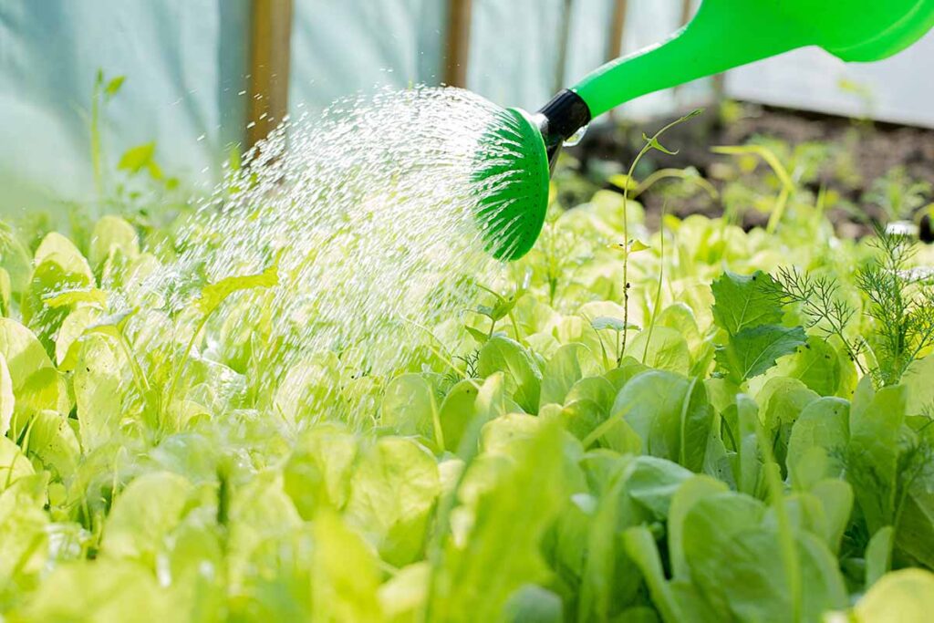 Une image horizontale en gros plan d'un arrosoir utilisé pour irriguer les plantes dans une serre.