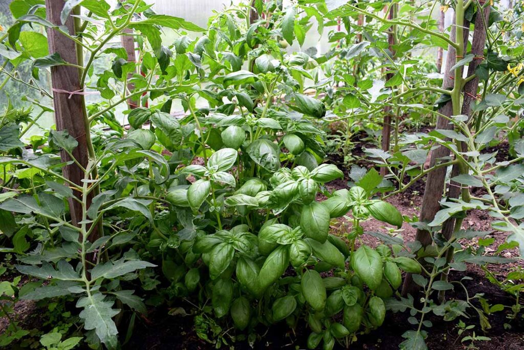 Une image horizontale en gros plan d'herbes poussant dans une serre.