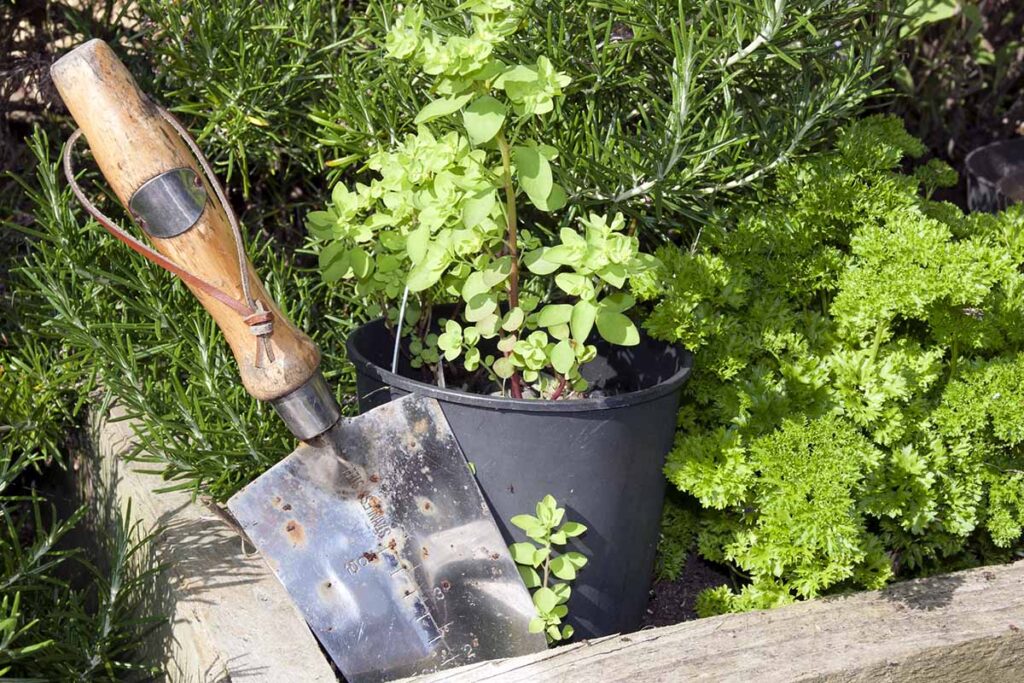 Une image horizontale en gros plan d'herbes poussant dans un lit surélevé et des pots avec une truelle métallique coincée dans le sol.