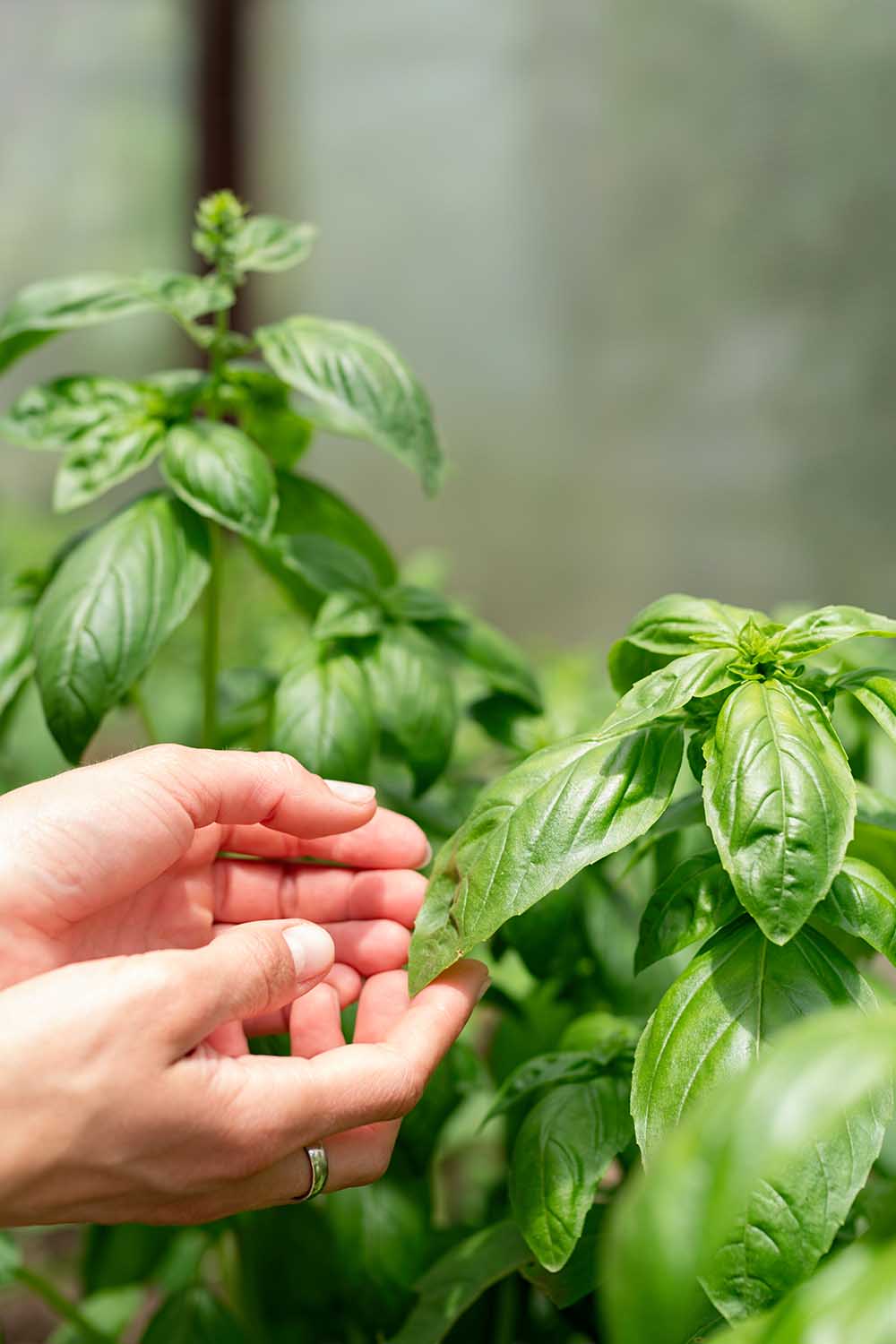 Une image verticale en gros plan de deux mains à gauche du cadre cueillant des feuilles de basilic d'une plante en pot poussant dans une serre.