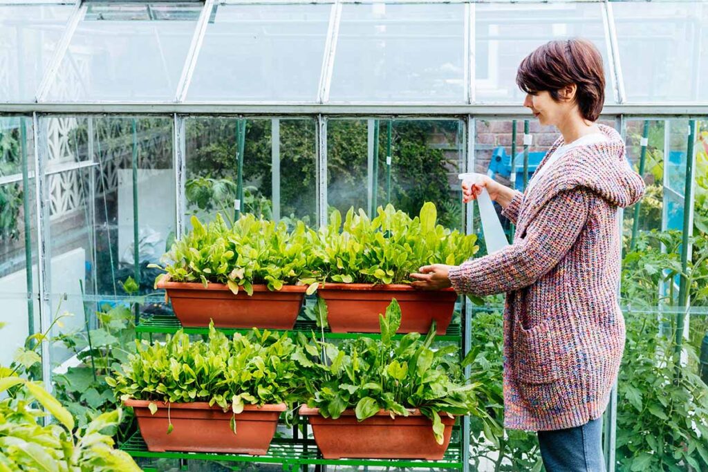 Une image horizontale d’un jardinier arrosant des plantes en pot dans une serre.