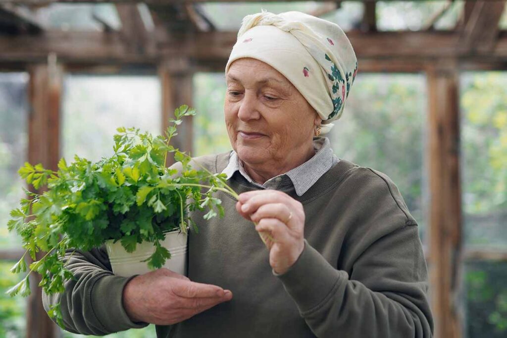 Une image horizontale en gros plan d'un jardinier tenant une plante de coriandre en pot dans une serre.