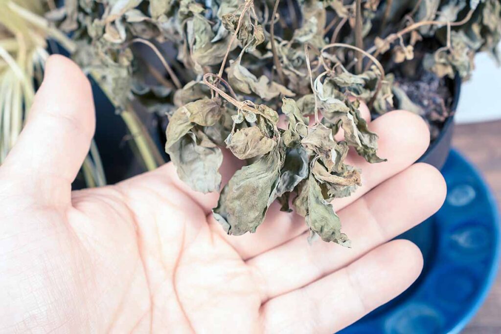 Image horizontale en gros plan d'une main tenant les feuilles mortes d'une plante de basilic poussant dans un pot.