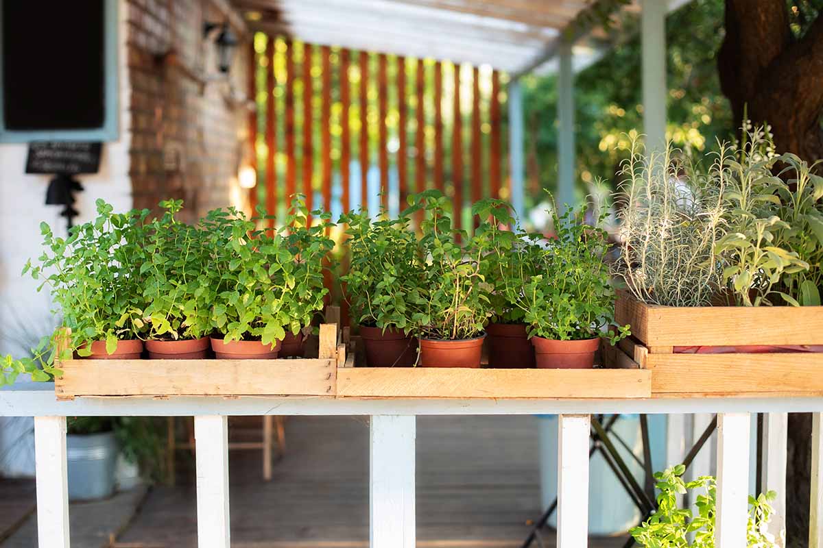 Une image horizontale d'une variété d'herbes en pot sur une table en bois.