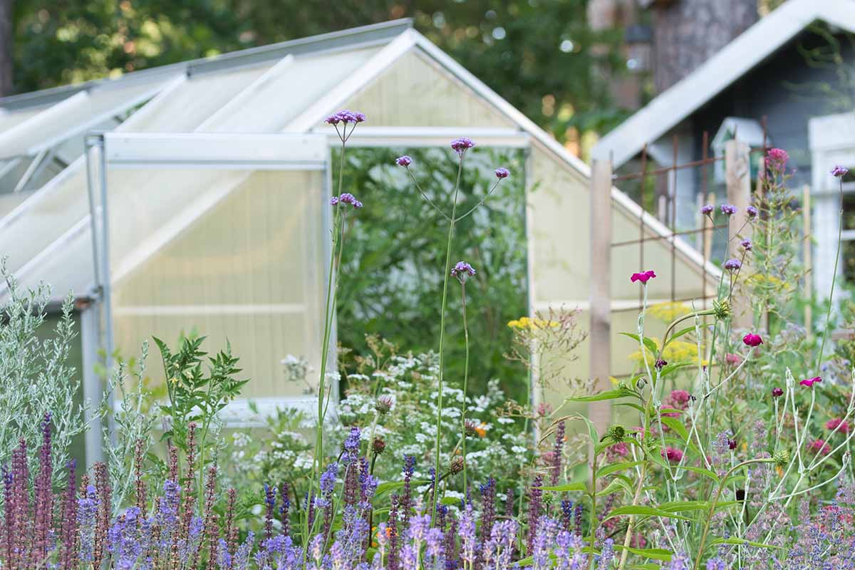 Image horizontale d’une serre dans un jardin de cottage à l’extérieur d’une résidence.