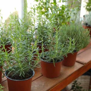 Comment faire pousser des herbes dans une serre