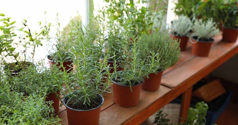 Comment faire pousser des herbes dans une serre