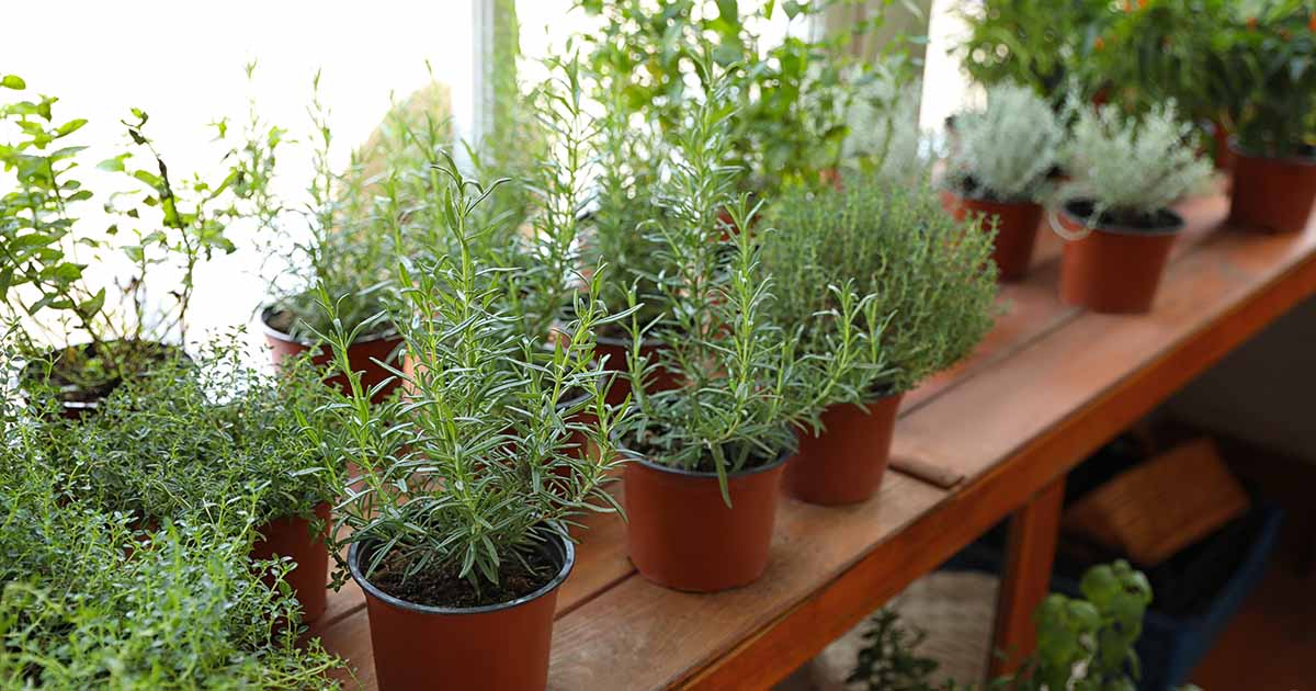 Comment faire pousser des herbes dans une serre