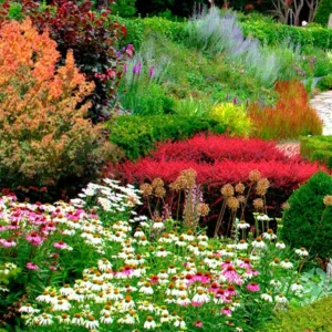 Différences entre les plantes vivaces et vivaces