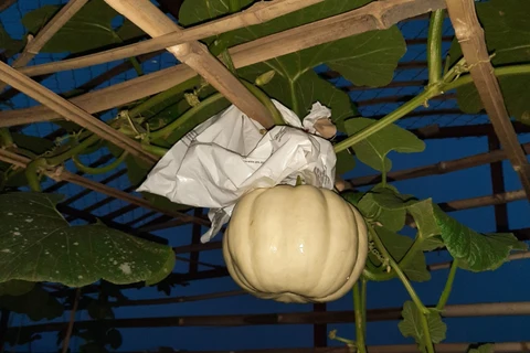 Quelles sont vos plantes préférées à cultiver dans le jardin ?