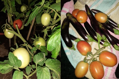 Quelles sont les plantes avec lesquelles vous n’avez pas eu autant de succès ?