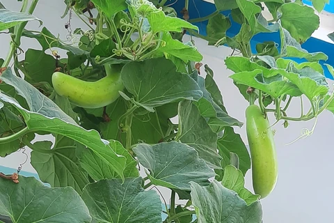 Une astuce de jardinage que vous souhaiteriez partager ?