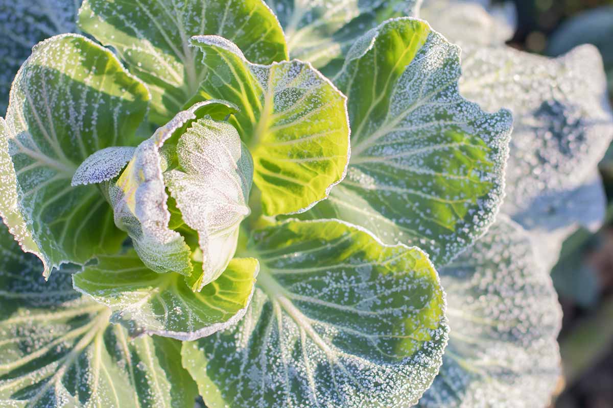 Un gros plan de feuilles de chou avec un léger gel sur les feuilles, en plein soleil.