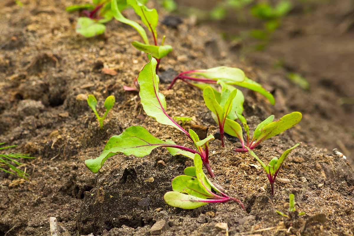 Un gros plan de jeunes pousses de betteraves qui sortent du sol, l'arrière-plan est un sol au foyer doux, sous un léger soleil d'automne.