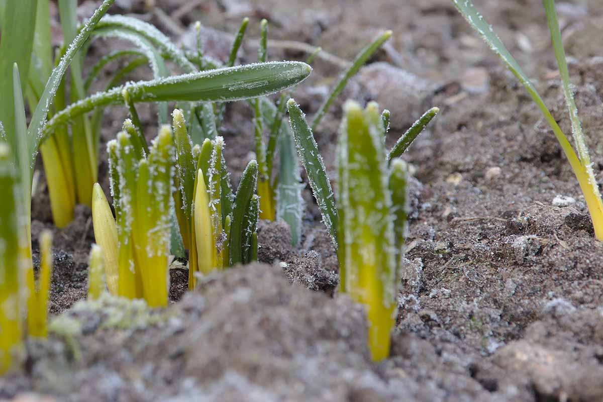 Un gros plan de jeunes pousses recouvertes d'une légère couche de givre et du sol qui les entoure.