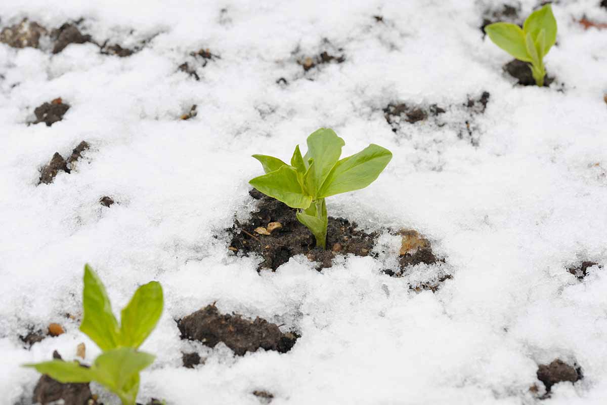 Trois plants plantés à l'extérieur, avec de la neige autour d'eux, le sol sombre est visible dans les zones où la neige est moins profonde.