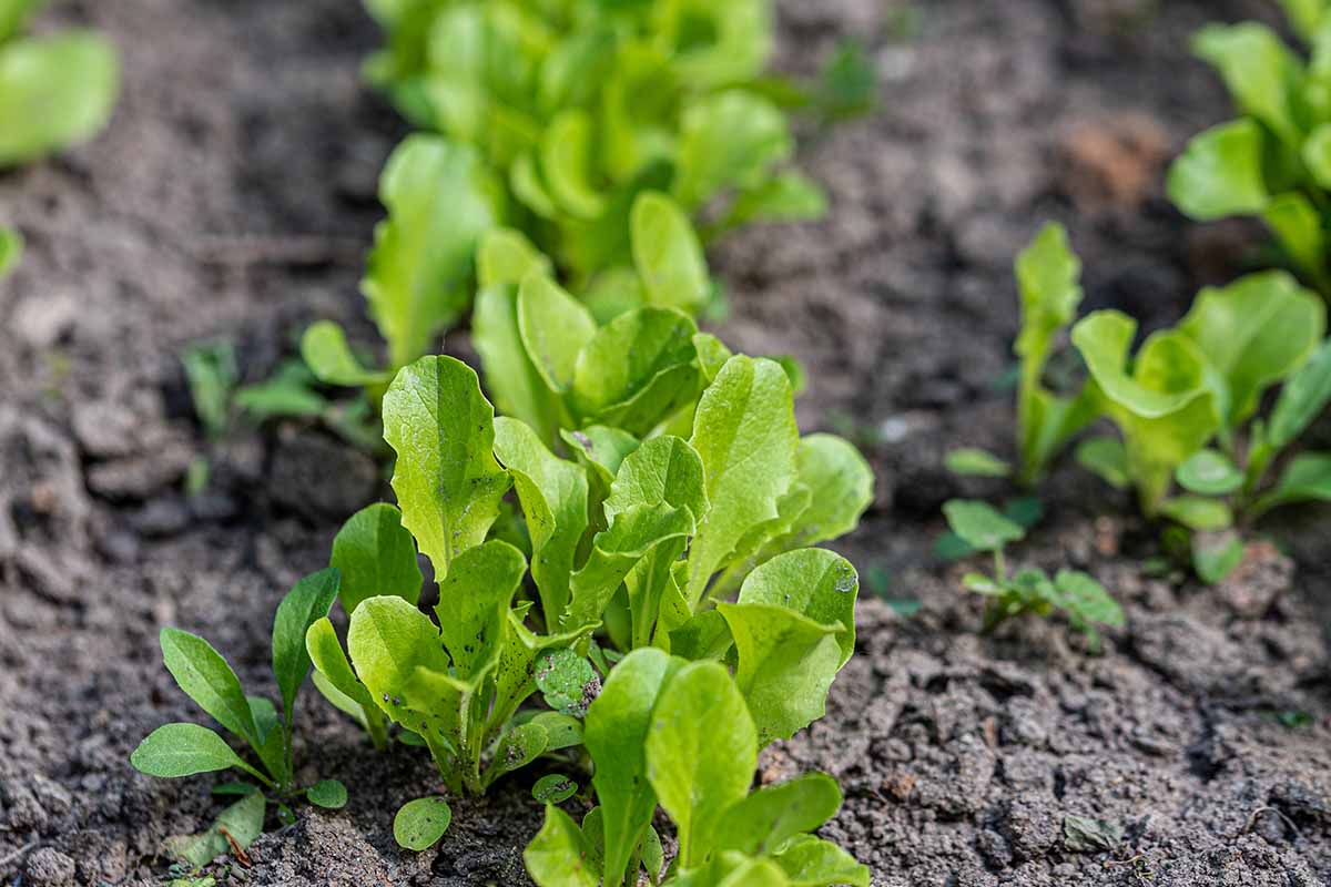 Un gros plan de jeunes plants, les feuilles vert vif contrastant avec le sol sombre et flou derrière.