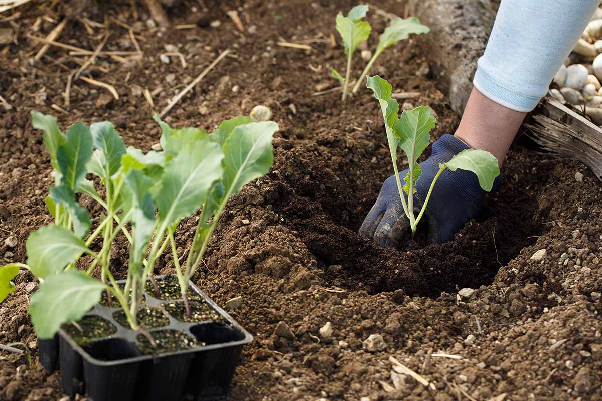 Une main à droite du cadre, portant un gant de jardinage bleu, plante un semis en plein air dans le sol. À gauche du cadre se trouve un bac à graines noir avec sept autres plants prêts à être plantés.