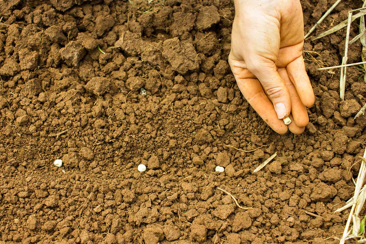 Gros plan d'une main à droite du cadre, plantant des graines dans un sol brun grossier. La main tient une graine et trois ont déjà été semées. Le fond est un sol brun.