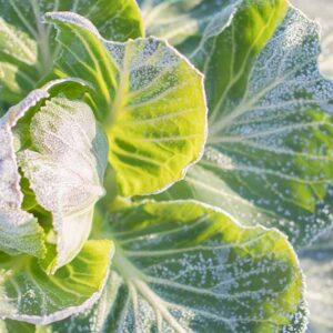 Quand planter des cultures à l’automne (Guide de plantation d’automne)