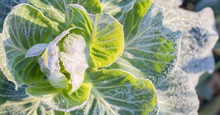 Quand planter des cultures à l’automne (Guide de plantation d’automne)