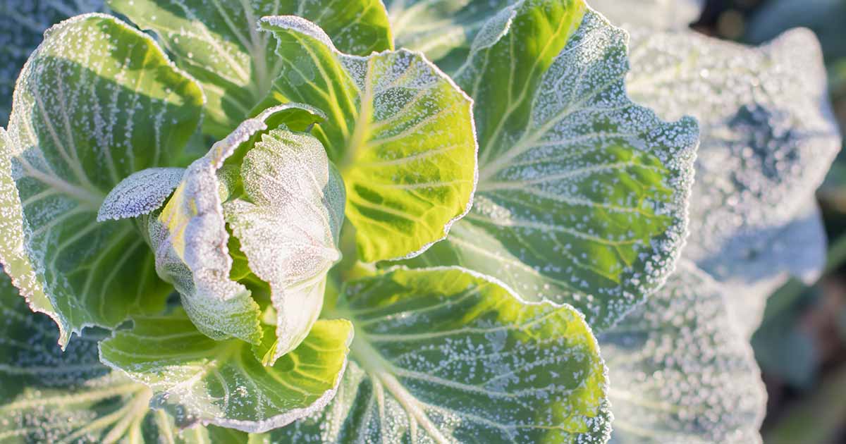 Quand planter des cultures à l’automne (Guide de plantation d’automne)