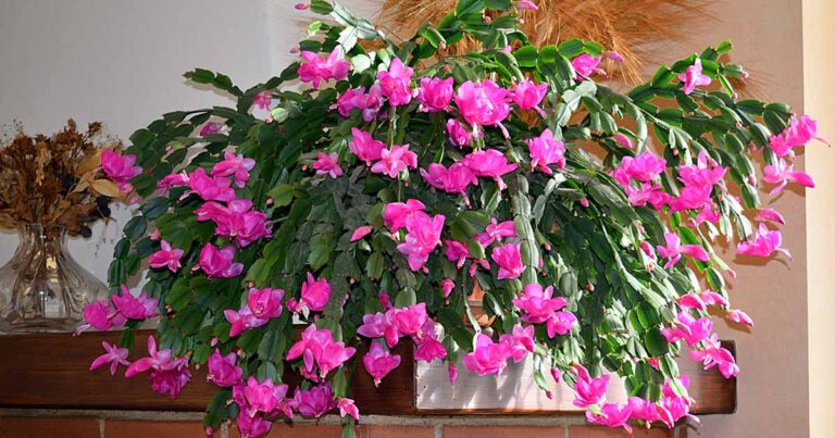 Comment faire fleurir votre cactus de Noël