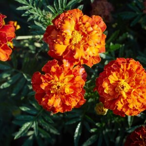 Comment faire pousser des fleurs de souci à la maison à partir de graines – AllThatGrows