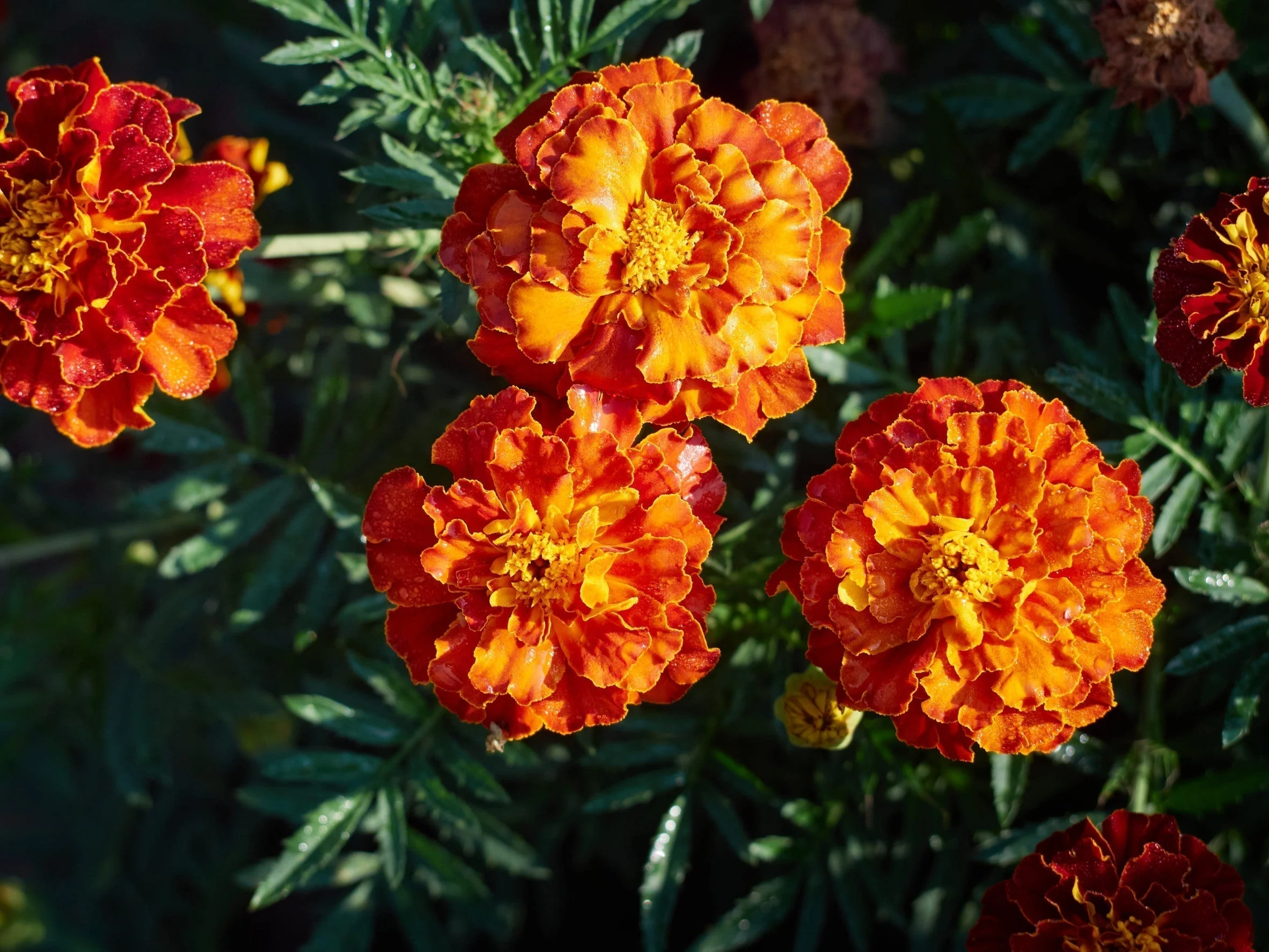 Comment faire pousser des fleurs de souci à la maison à partir de graines – AllThatGrows