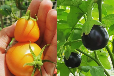 Y a-t-il de nouvelles plantes sur votre liste de souhaits ?