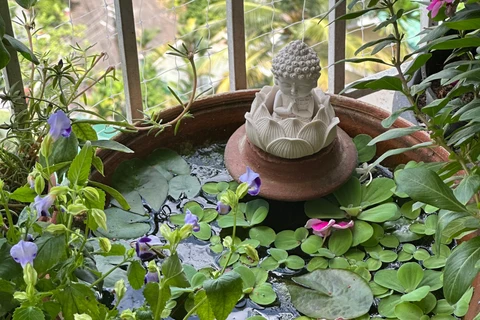 Quelles sont les plantes avec lesquelles vous n’avez pas eu autant de succès ?